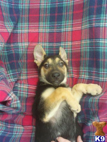Puppies in IA